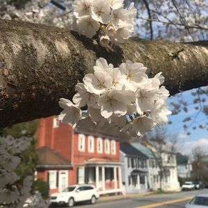 Meet your Posher, Audrey